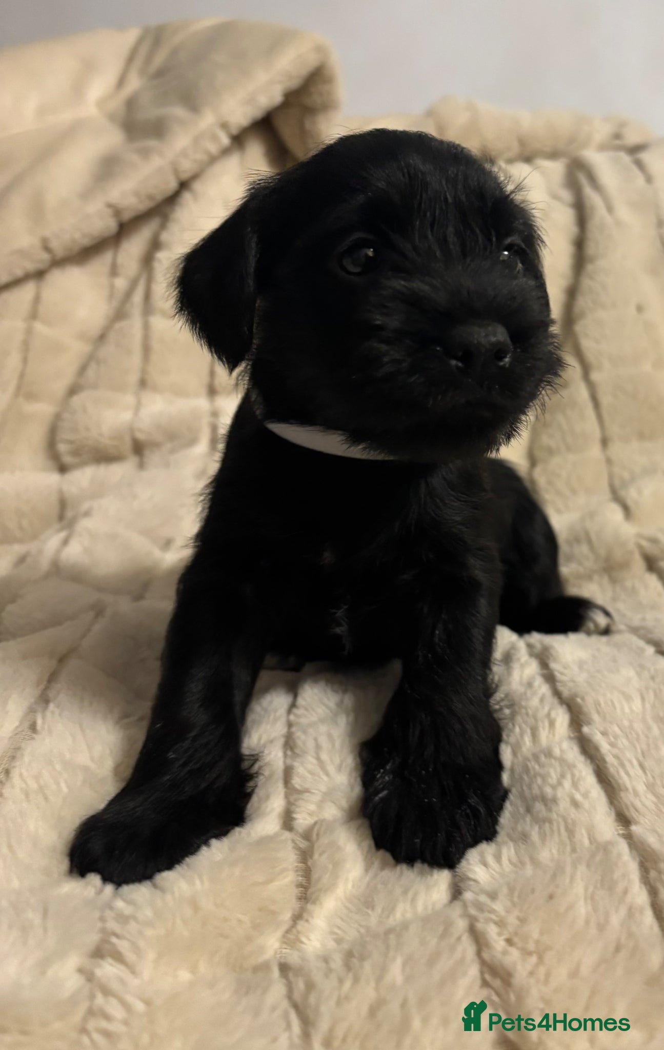 Miniature Schnauzer dogs KC Reg miniature Schnauzer puppies  - Advert 1