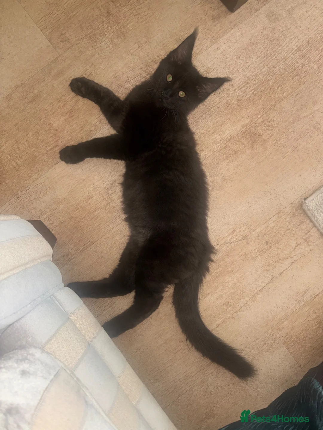 Maine Coon cats for sale: Smokey black Maine Coon kitten - Advert 2