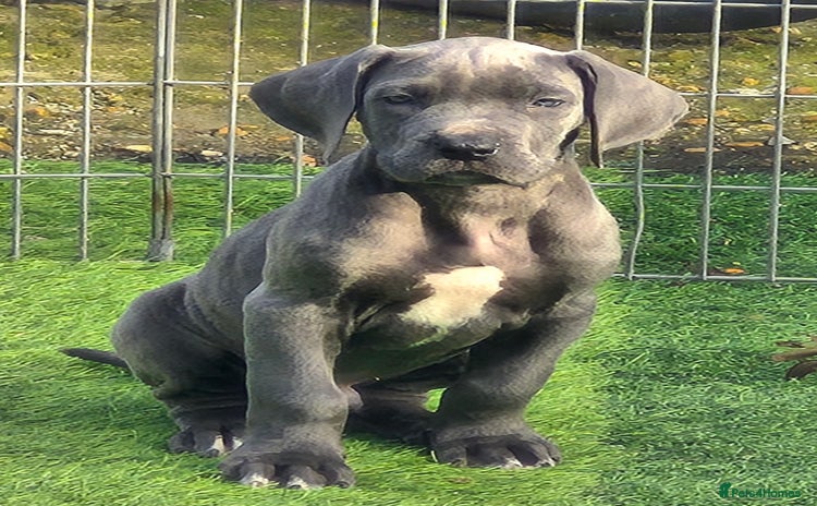 Great Dane dogs - Advert 2