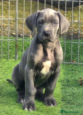 Great Dane dogs - Advert 2