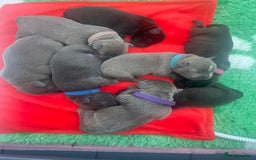 Staffordshire Bull Terrier dogs for sale: 🏆BLUE CHAMPION STAFFORDSHIRE BULL TERRIER PUPS  - Image 14