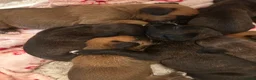 Boxer dogs for sale: Pedigree Boxer Puppies in Rochester - Advert 12