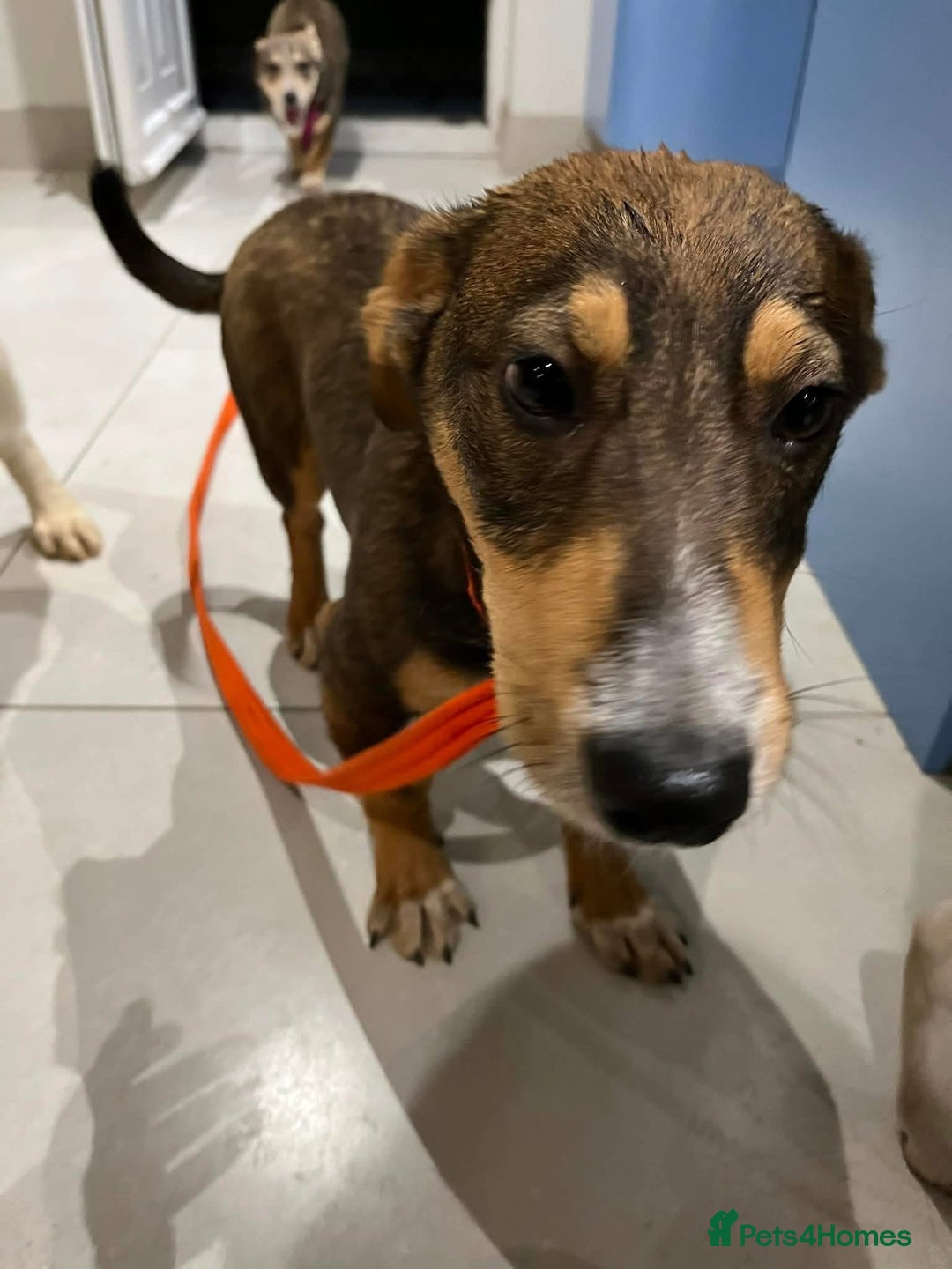 Mixed Breed dogs for adoption: Harvey - north Walsham Norfolk  - Advert 7