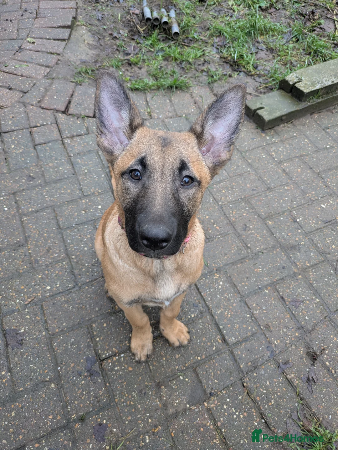 Belgian Shepherd Dog dogs for sale: Belgian Shepherd Puppies  - Advert 24