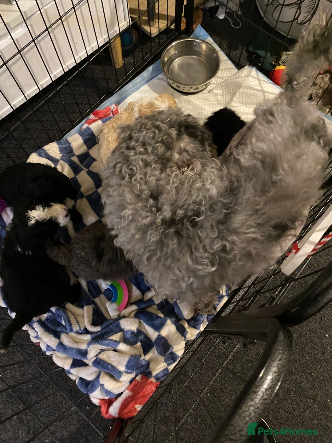 Toy Poodle dogs for sale: Beautiful Toy Poodle Pups  - Advert 10