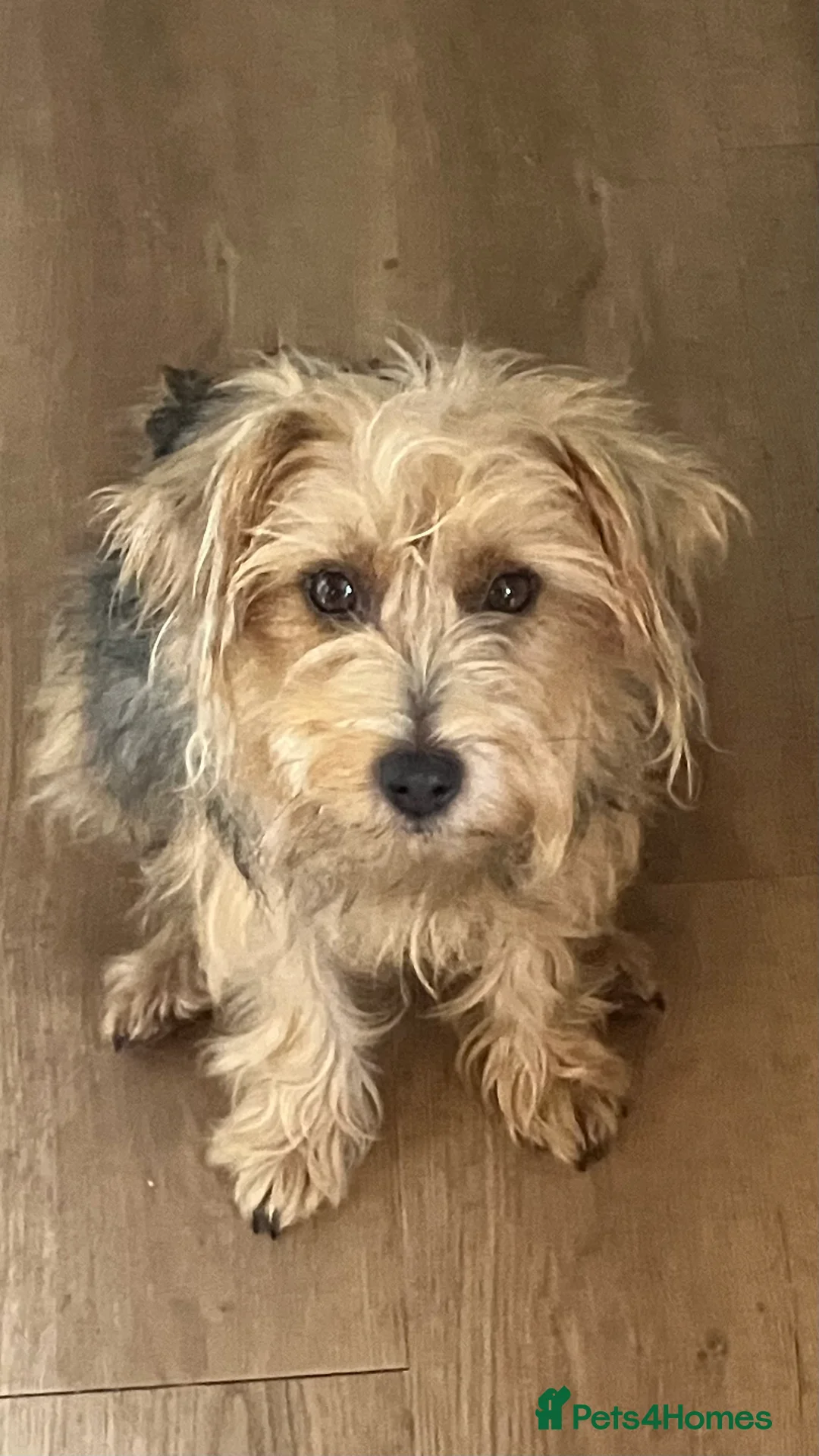 Jack Russell dogs for sale: Happy Family bred hooligans - Advert 6