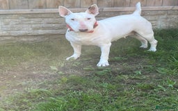 English Bull Terrier dogs for sale: English bull terrier  - Image 3