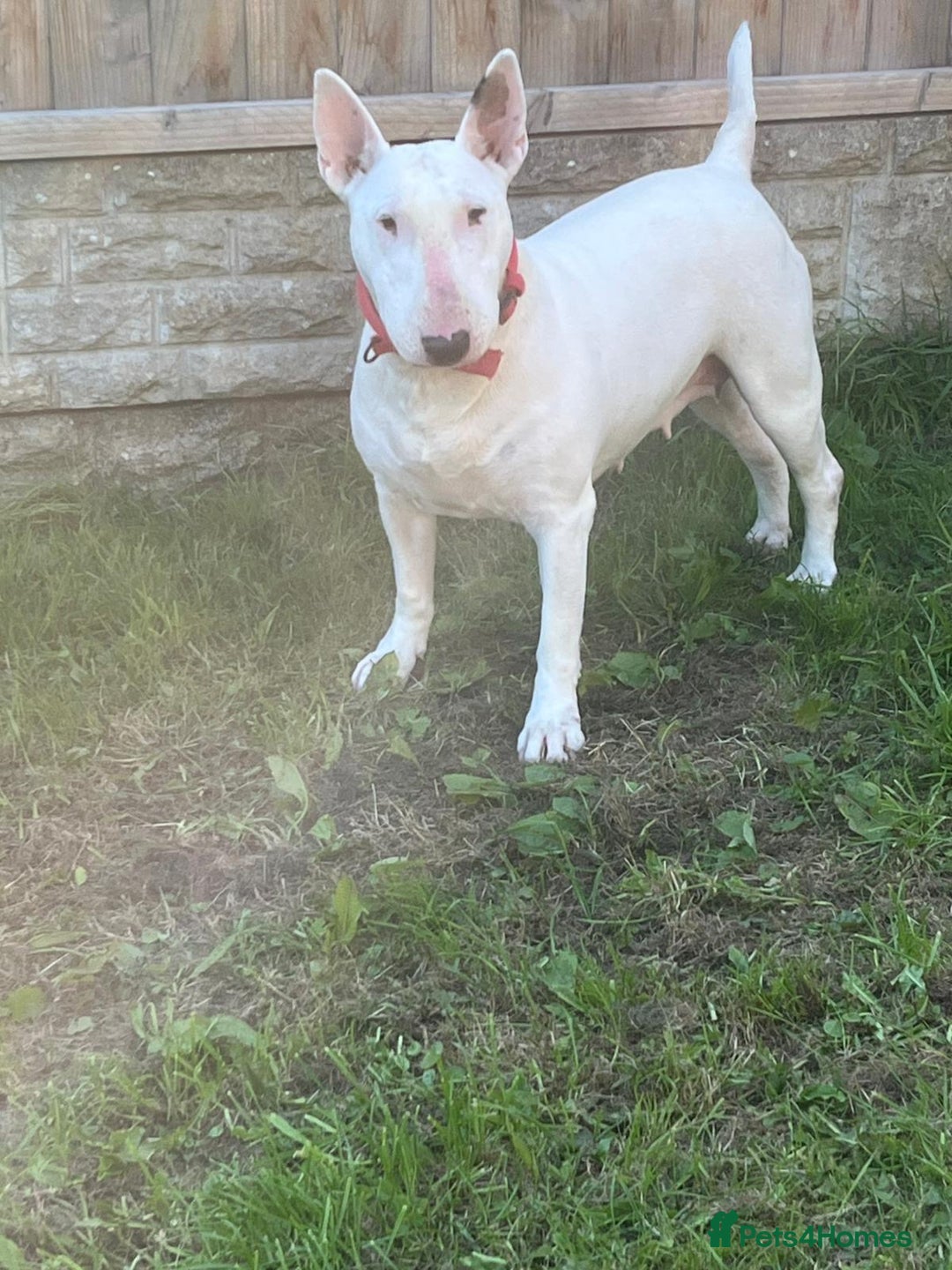 English Bull Terrier dogs for sale: English bull terrier  - Image 3