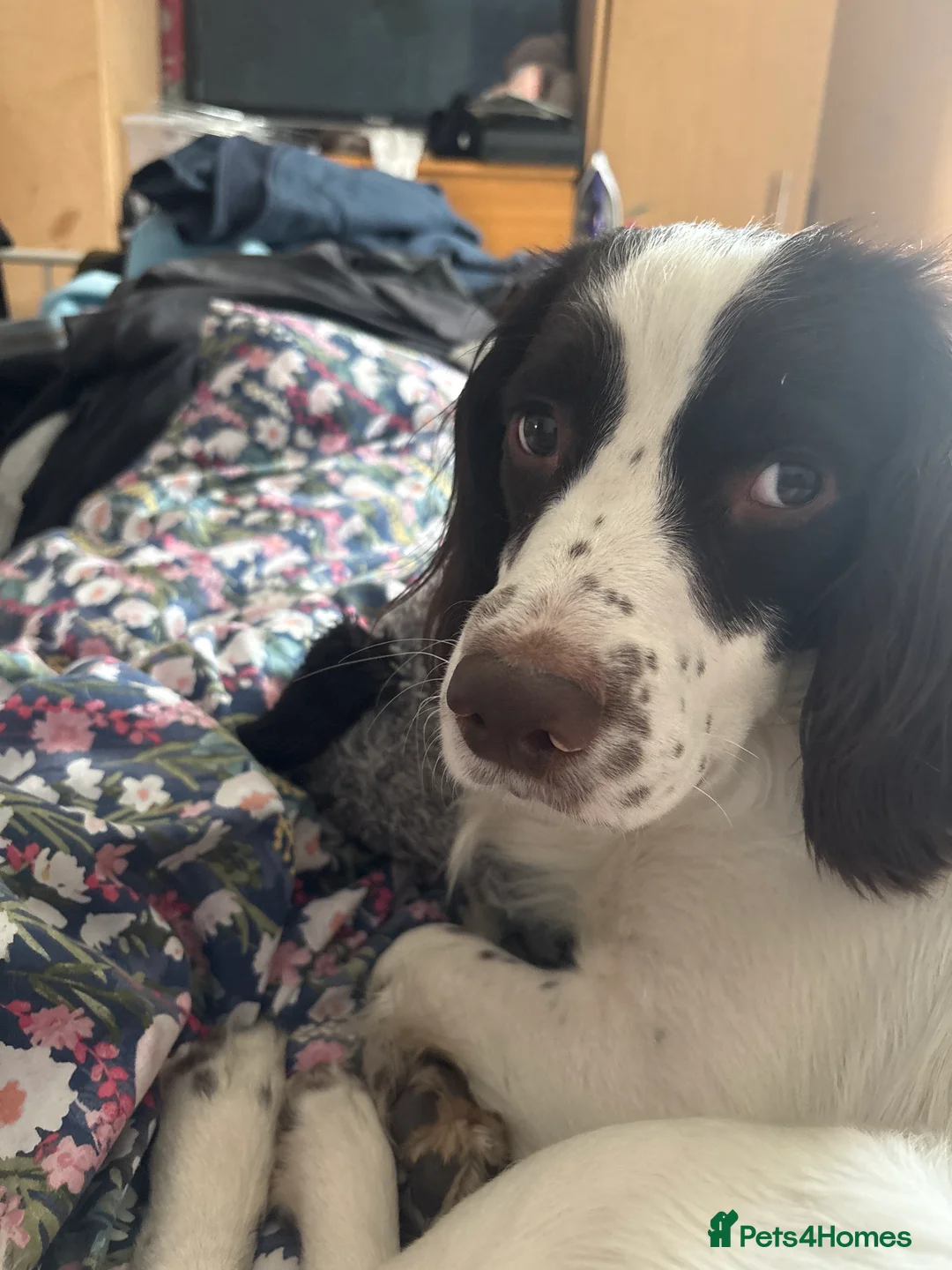 English Springer Spaniel dogs for stud: Buddy is looking for a girlfriend  in Blairgowrie - Advert 3