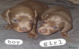 Dachshund dogs for sale: 7 beautiful dachshunds puppys - Image 35