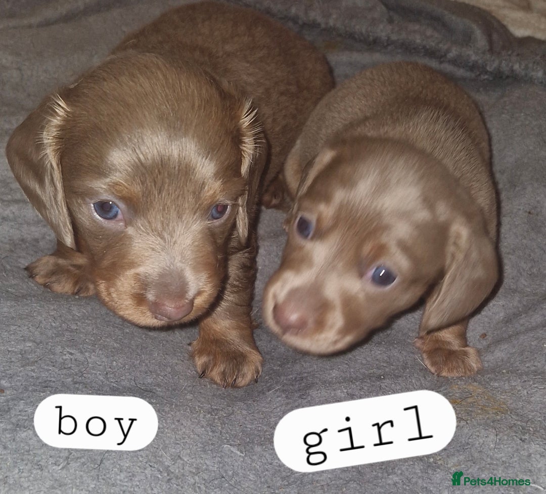 Dachshund dogs for sale: 7 beautiful dachshunds puppys - Image 35