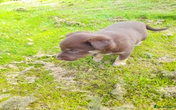Mixed Breed dogs for sale: 3 female pups Border collie × Kelpie  - Image 11