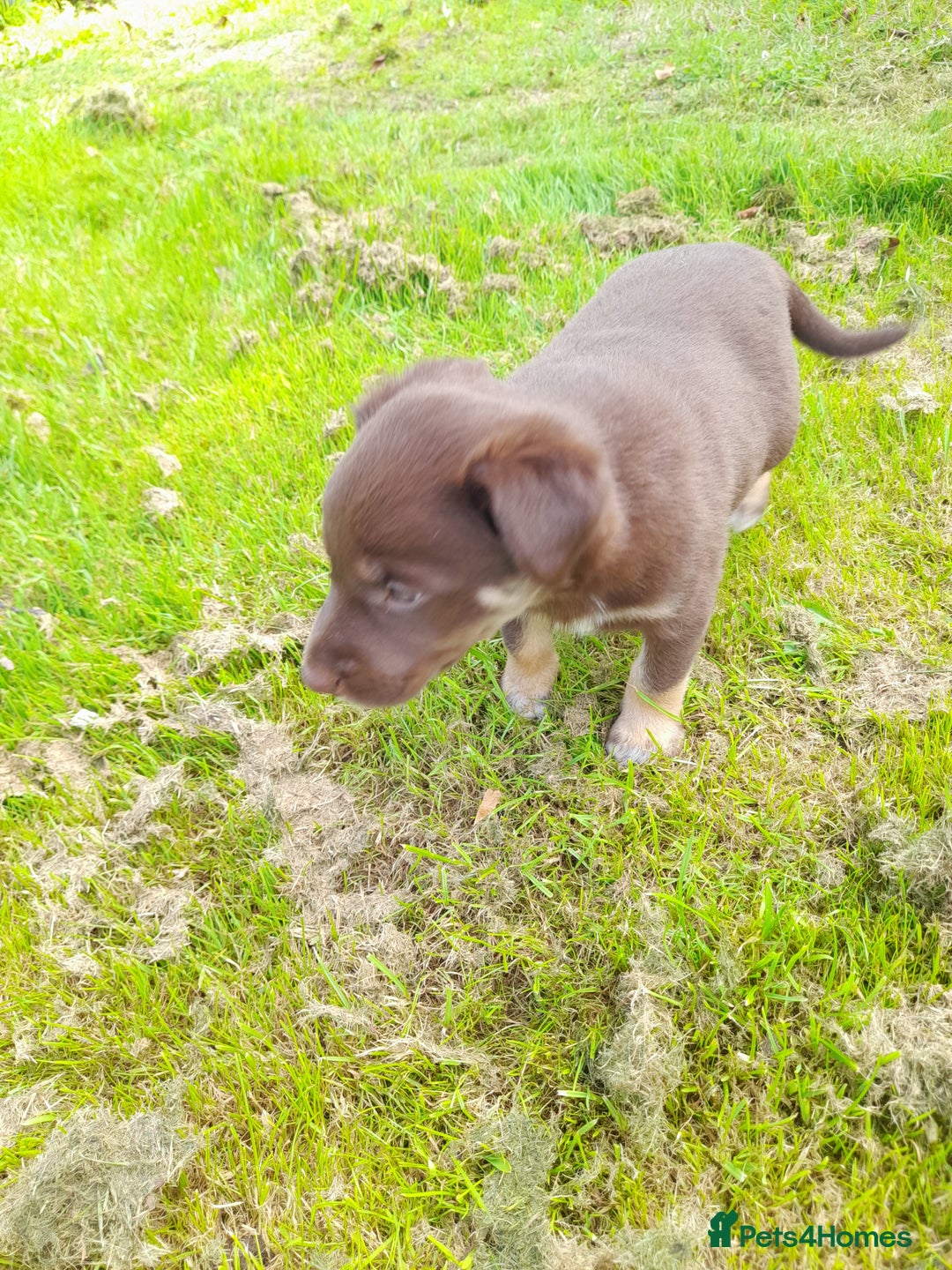 Mixed Breed dogs for sale: 3 female pups Border collie × Kelpie  - Image 11
