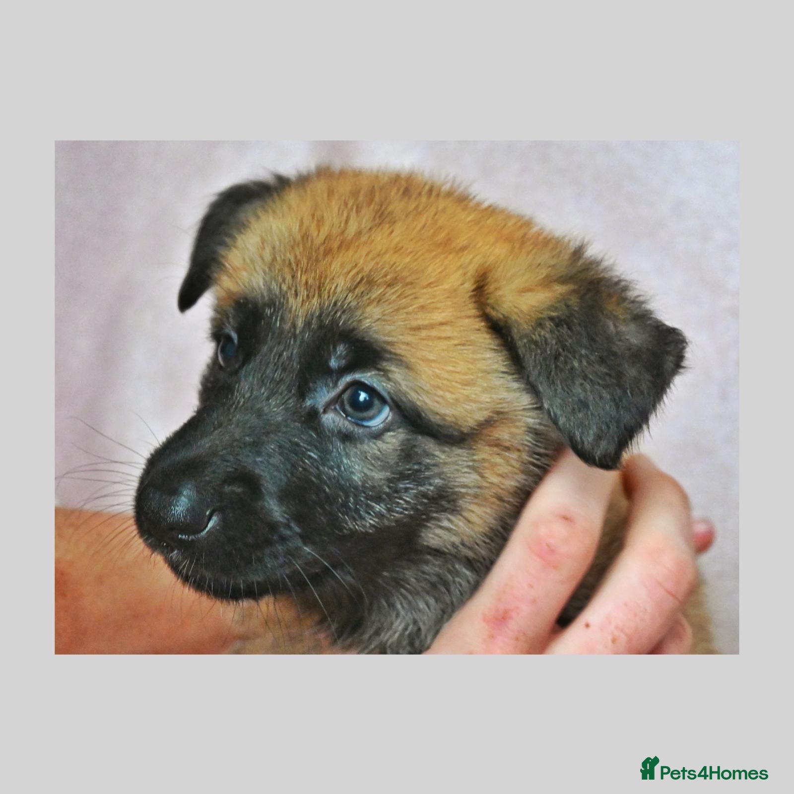 Mixed Breed dogs 8 beautiful healthy  puppies ,  German shepherd  - Advert 1