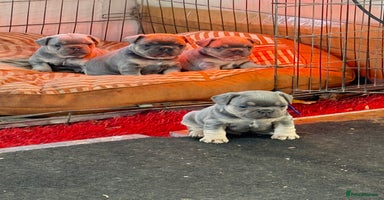 French Bulldog dogs French bulldog ready now  - Advert 1