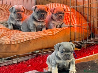 French Bulldog dogs - Advert 5