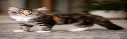 Siberian cats for sale: Two gorgeous Siberian kittens ready for a new home - Advert 6