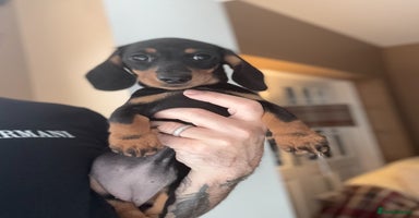 Miniature Dachshund dogs - Advert 3