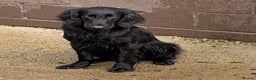 Flat coated Retriever dogs for stud: PROVEN Flatcoated Retriever for Stud 0/0 Hips in Bishop Auckland - Advert 8