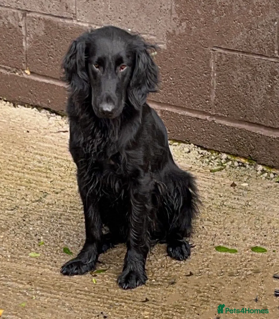 Flat coated Retriever dogs for stud: PROVEN Flatcoated Retriever for Stud 0/0 Hips in Bishop Auckland - Advert 8