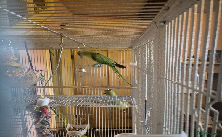 Parakeets birds - Advert 5