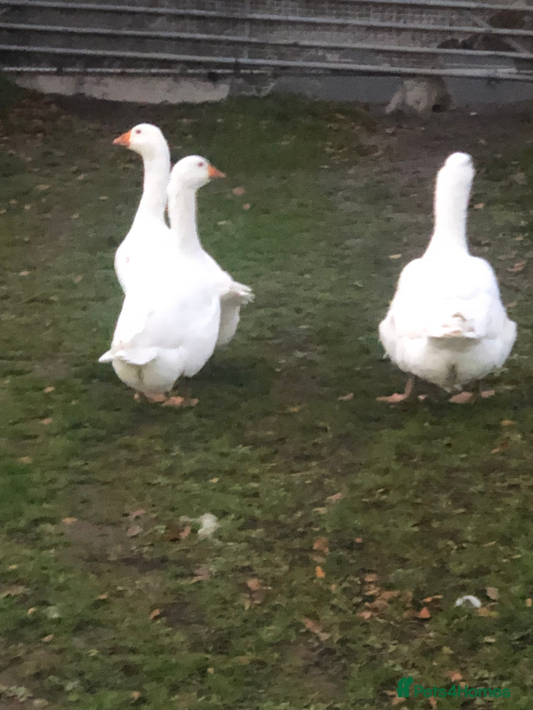 Geese poultry for sale:  EMBDEN GEESE TRIO - Image 2