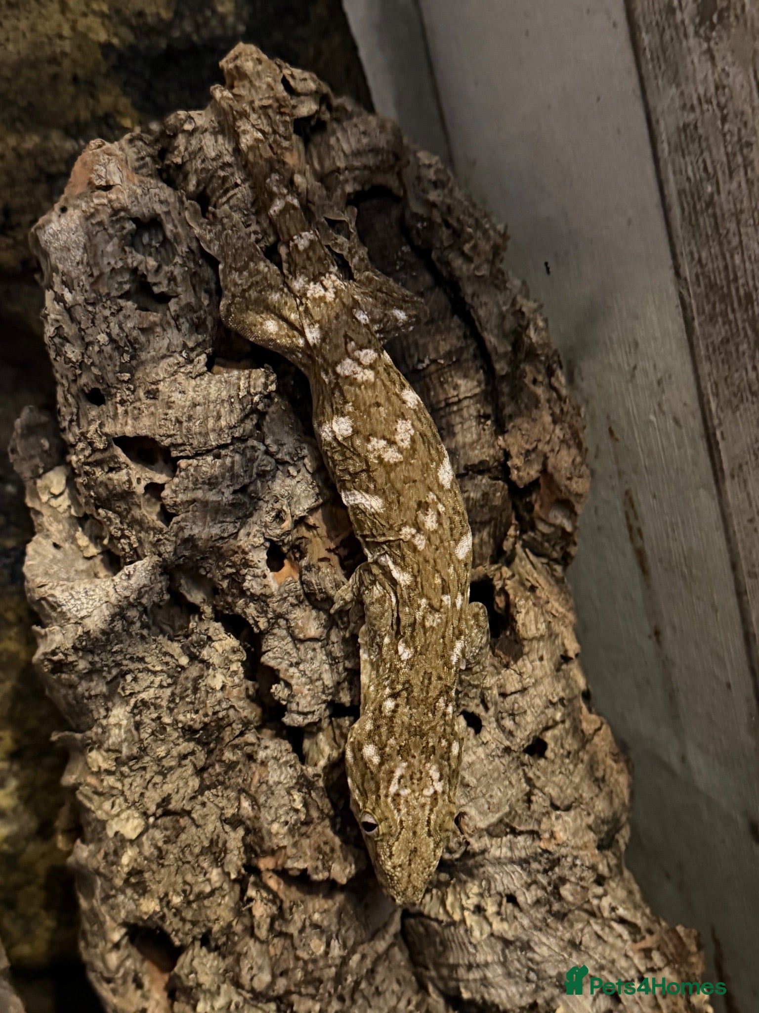 Gecko reptiles GT Leachianus - Advert 8