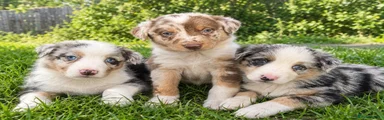 Border Collie 4