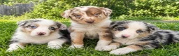Border Collie dogs for sale: Stunning border collie puppies 🐶 in Manchester - Advert 4