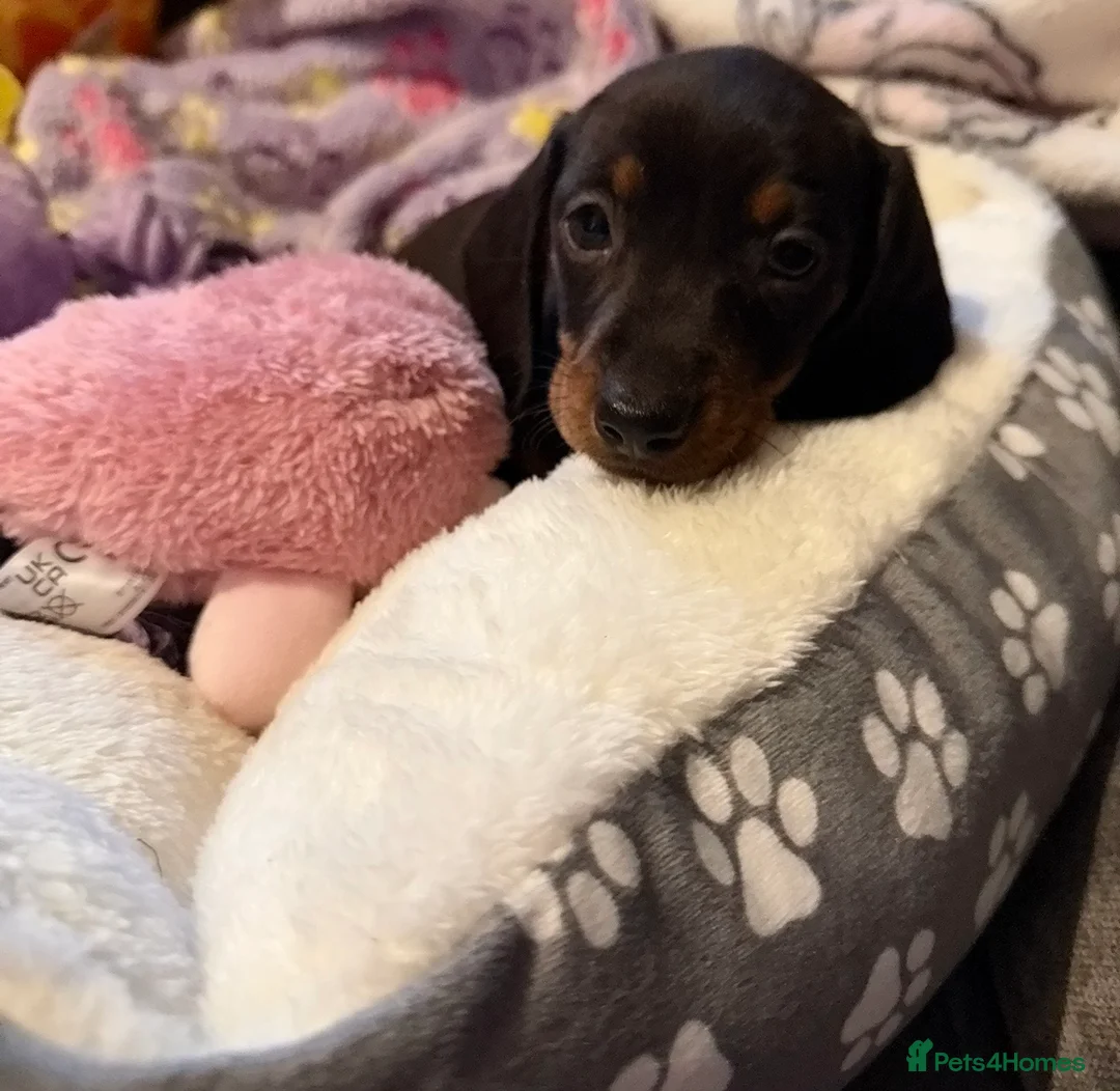 Miniature Dachshund dogs for sale: Miniature Dachshund puppy girl  in Salford - Advert 2