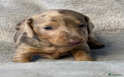 Miniature Dachshund dogs for sale: Miniature Smooth Dachshund Puppies - Image 4