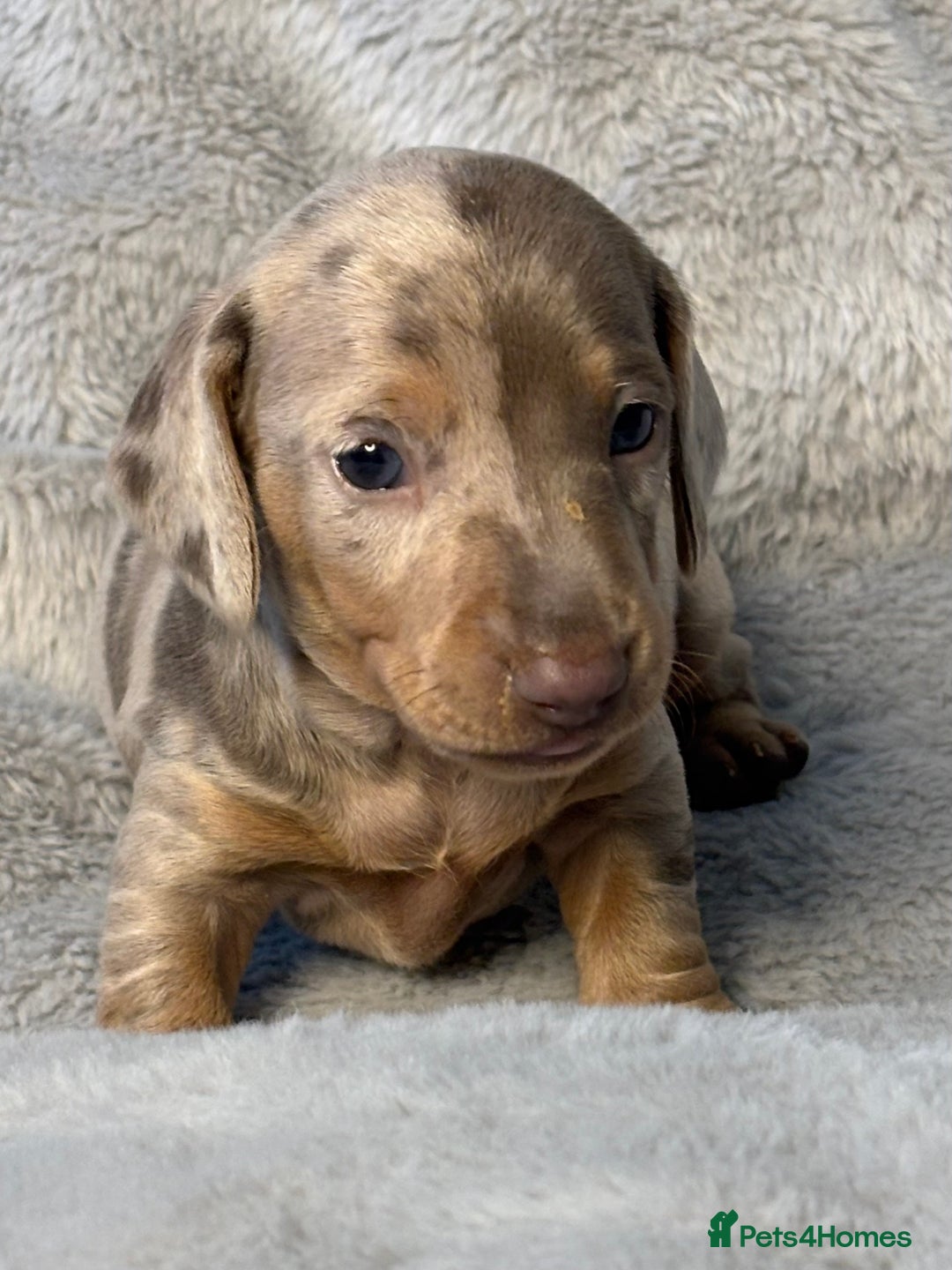 Miniature Dachshund dogs for sale: Miniature Smooth Dachshund Puppies - Image 4