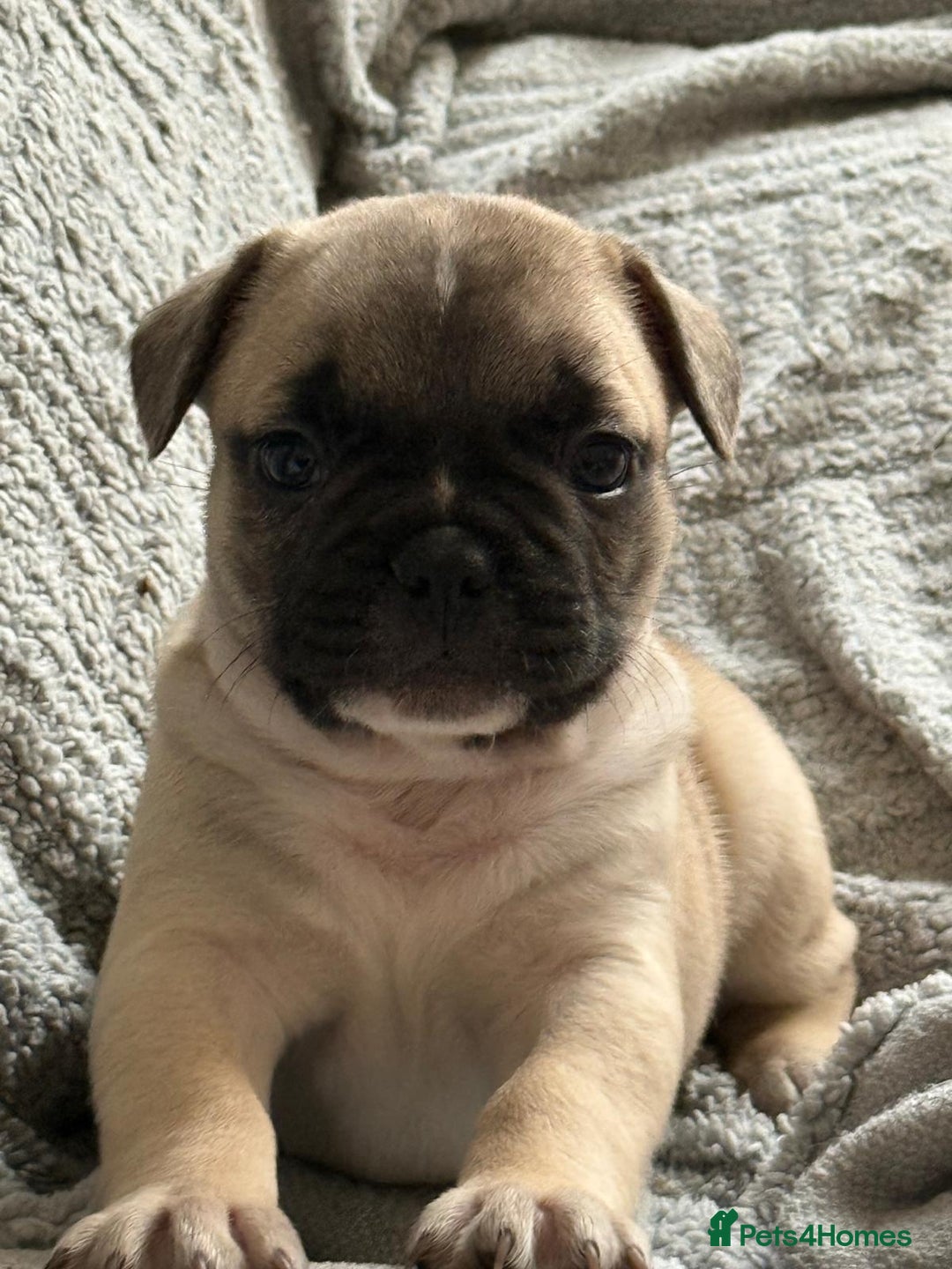 French Bulldog dogs for sale: 2 adorable french bulldogs-ready soon💓💙 - Image 2