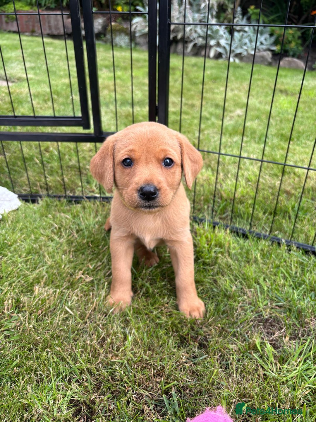 Labrador Retriever dogs for sale: Stunning, KC registered, Fox Red Labrador puppies. - Image 27