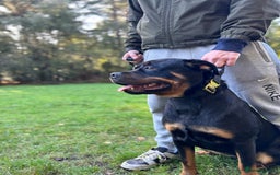 Rottweiler dogs for sale: Rottweiler puppies  - Image 22