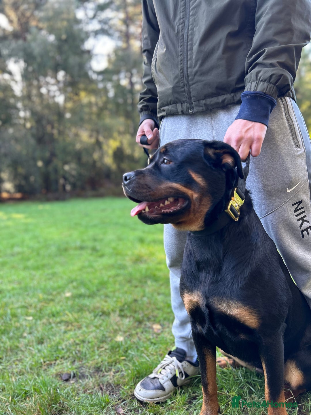 Rottweiler dogs for sale: Rottweiler puppies  - Image 22