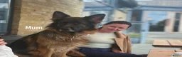 German Shepherd dogs for sale: 2 long-haired German Shepherd puppies for sale in Haverhill - Advert 12