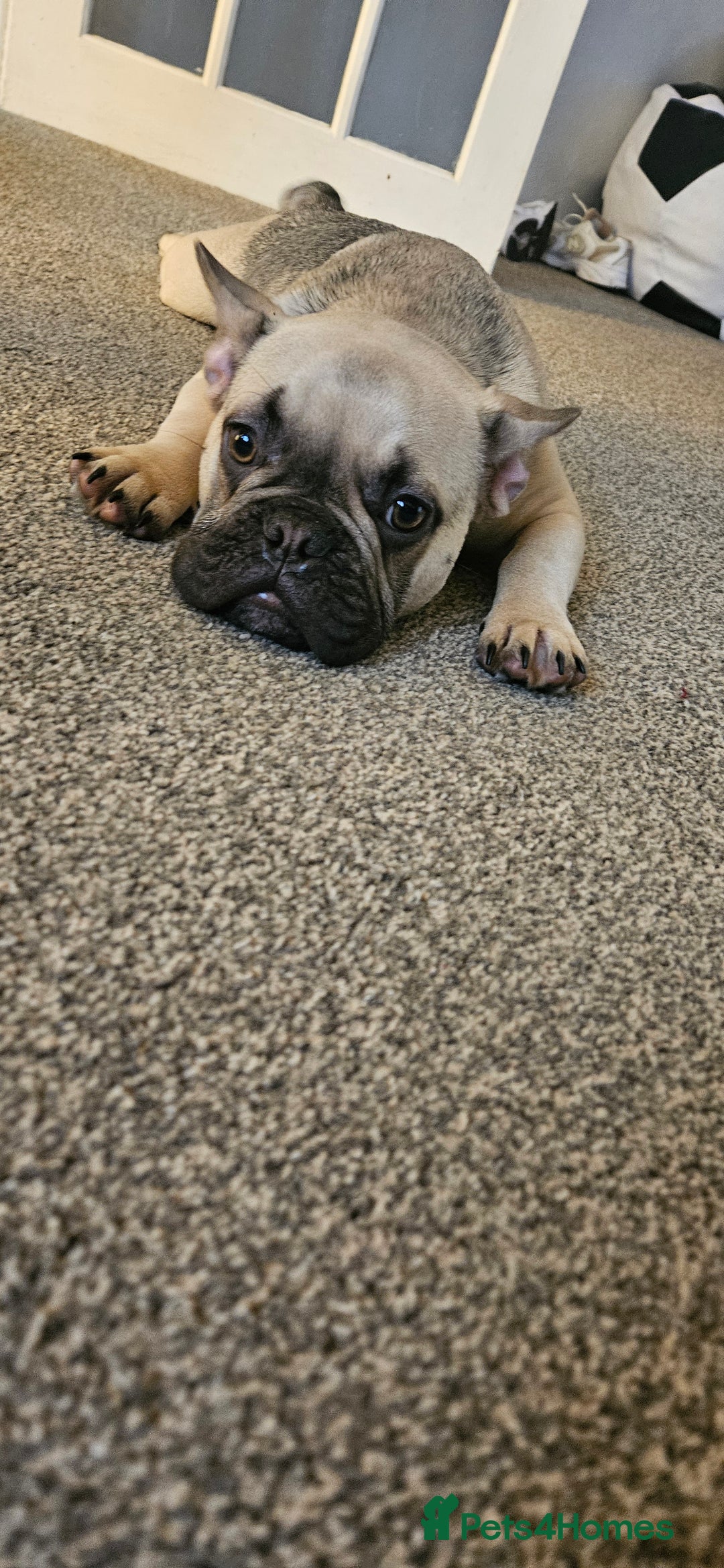 Mixed Breed dogs for sale: 15 month old French bulldog - Advert 13