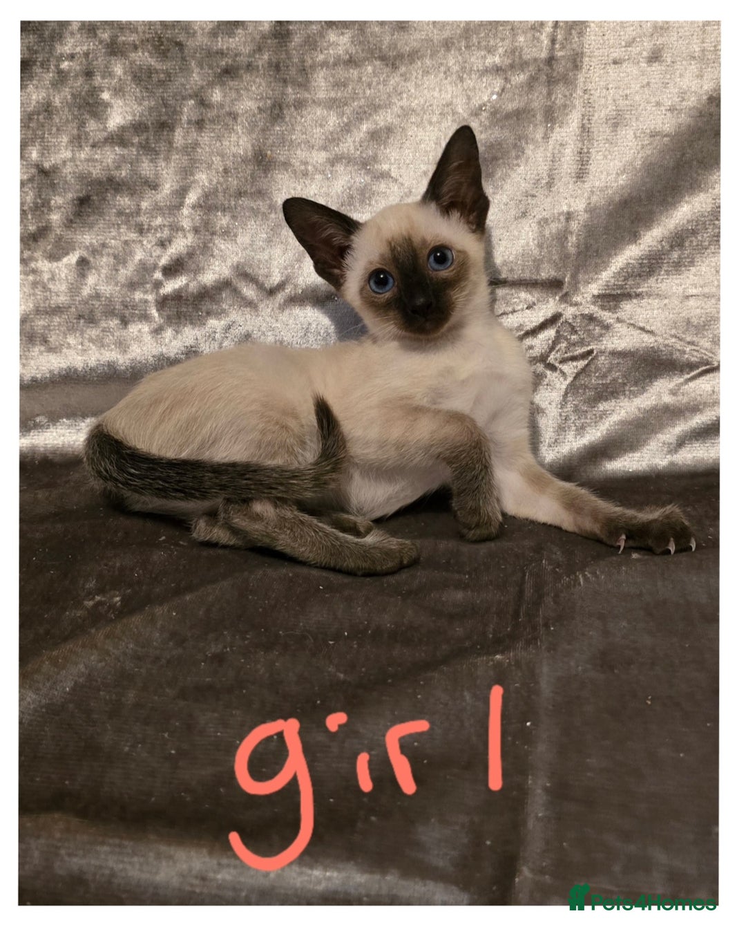 Siamese cats for sale: Traditional Siamese Kittens  - Image 6
