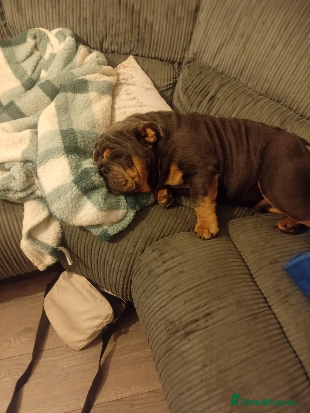 English Bulldog dogs for sale: English bulldog  - Image 3