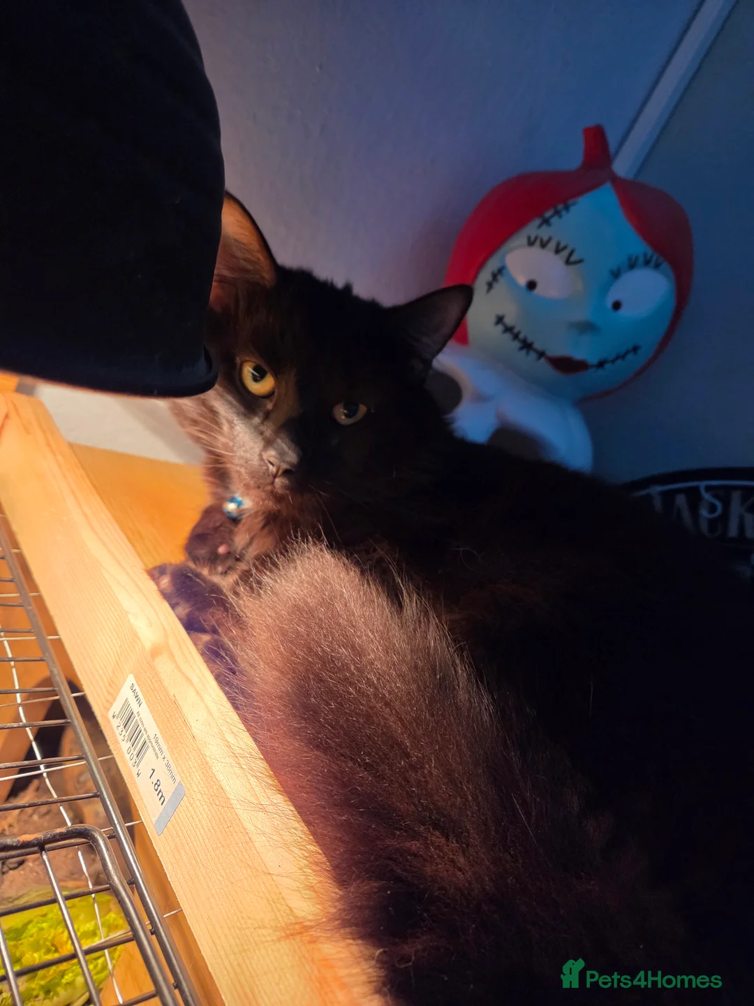 Mixed Breed cats for sale: Long haired male  - Advert 2