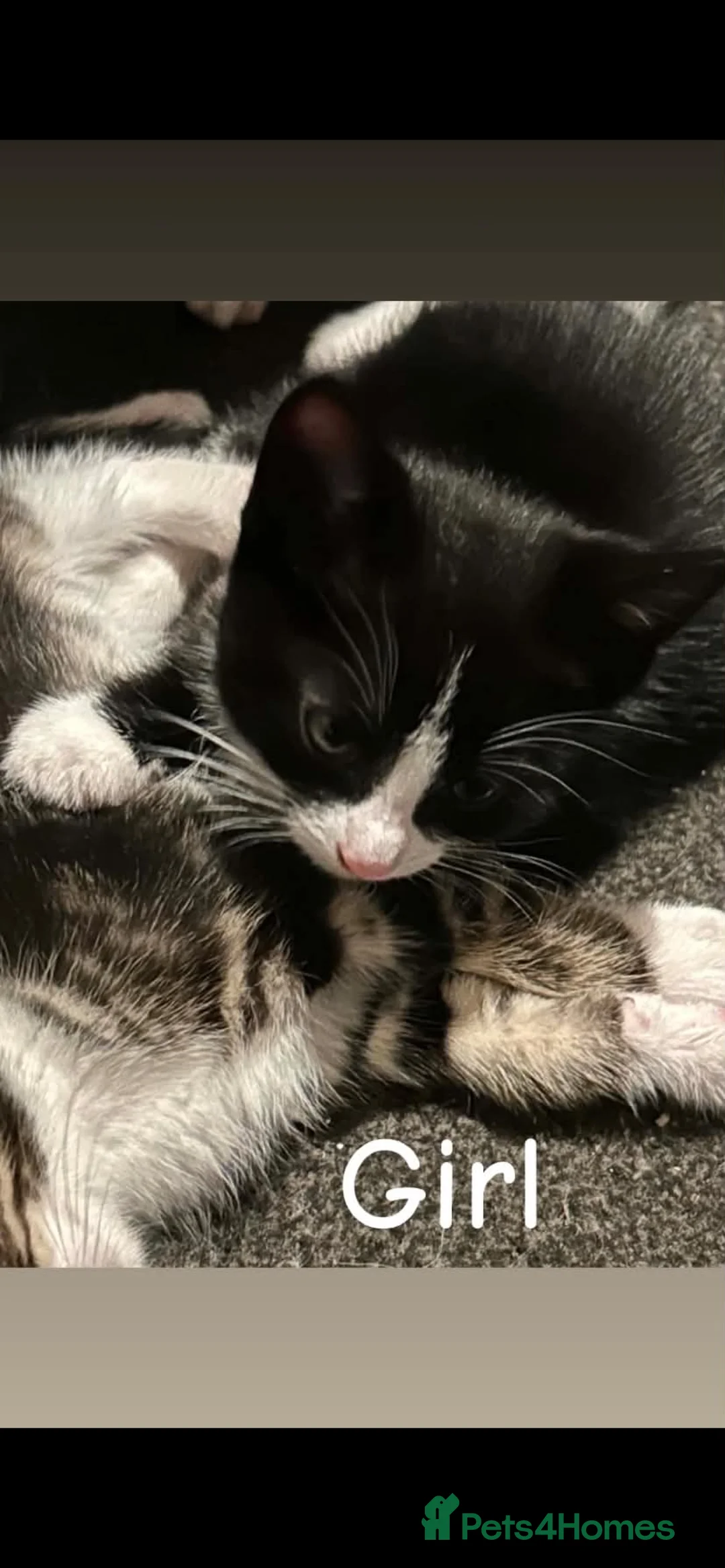 Mixed Breed cats for sale: Kittens  in Edinburgh - Advert 2