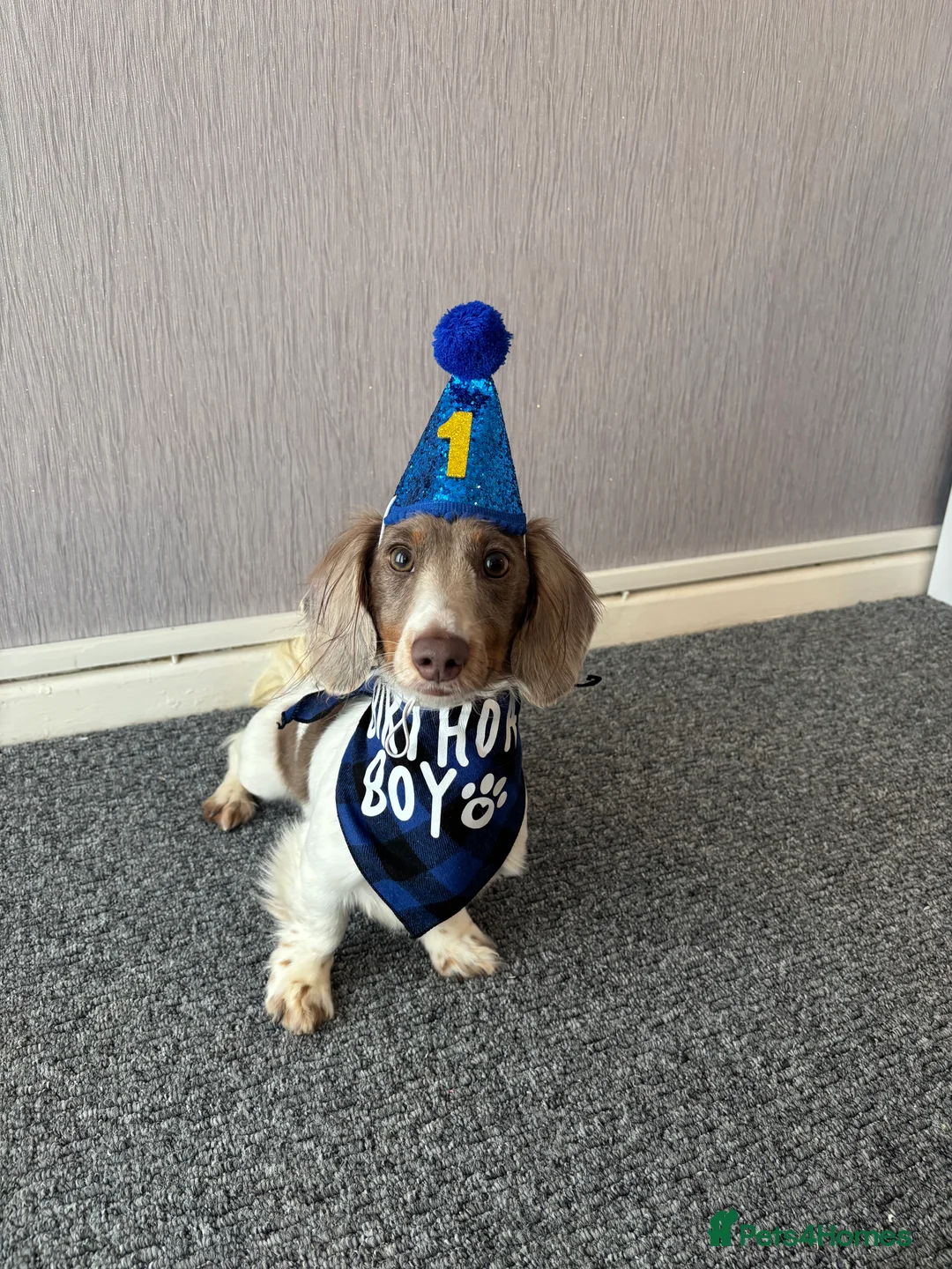 Miniature Dachshund dogs for sale: Long haired miniature dachshund  - Advert 5