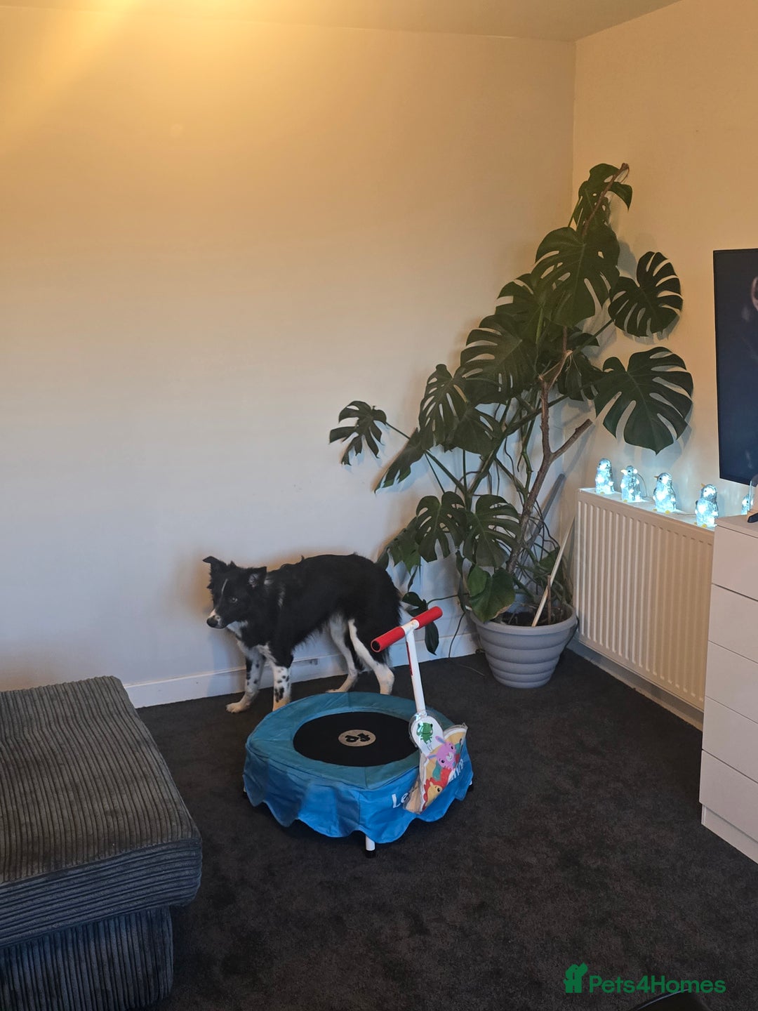 Border Collie dogs for sale: 7/8 months male border collie  - Advert 2