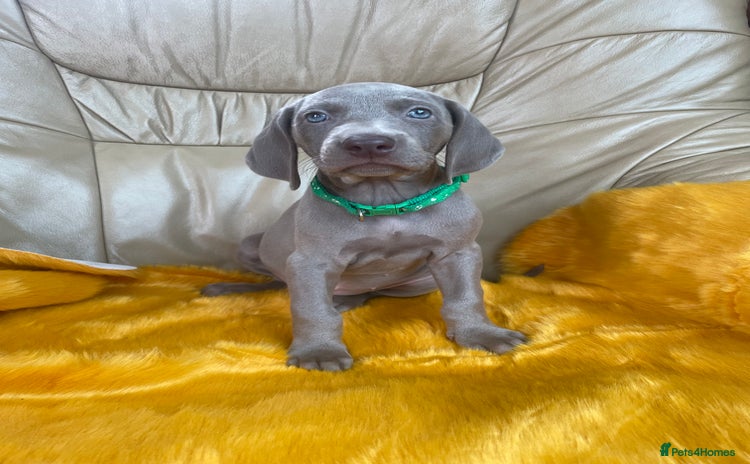 Weimaraner dogs - Advert 1