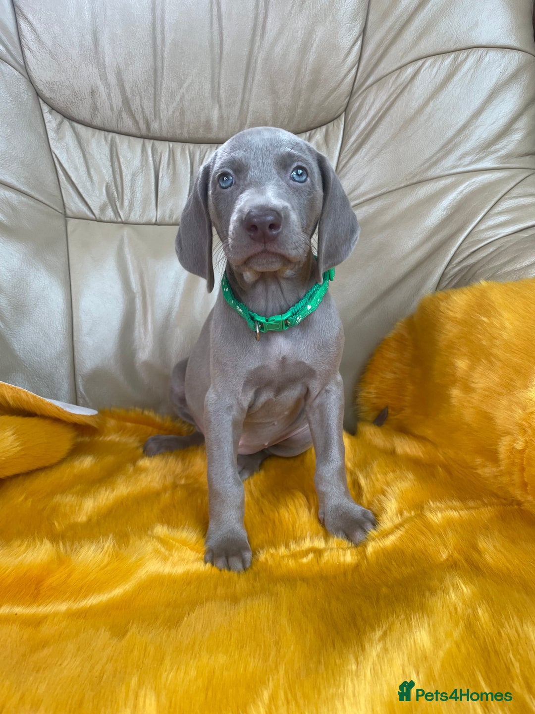 Weimaraner dogs for sale: KC Weimaraner puppies  - Image 1