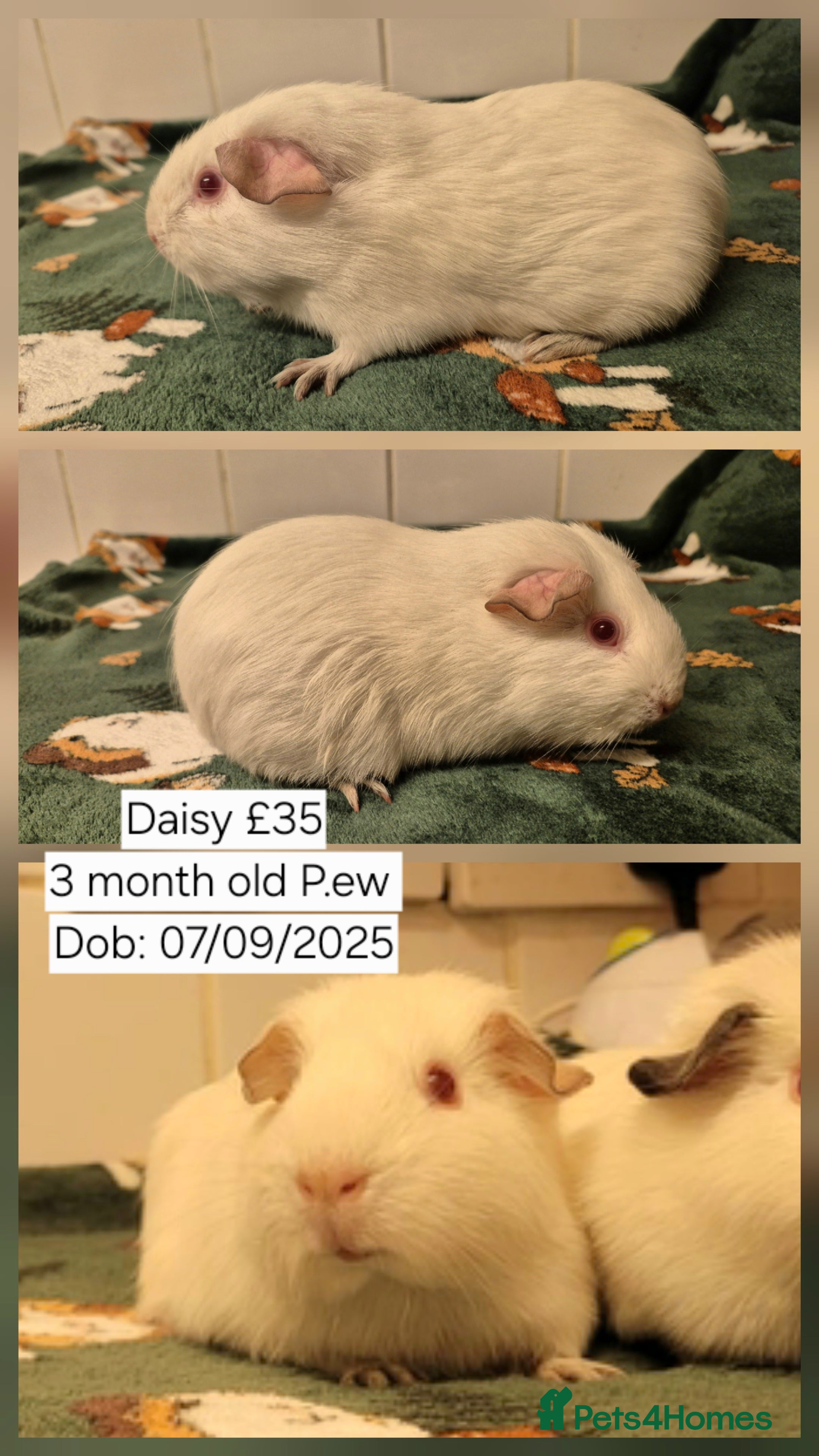 Guinea Pig rodents 3 Sow (female) guinea pigs for sale 👀🏡 - Advert 13