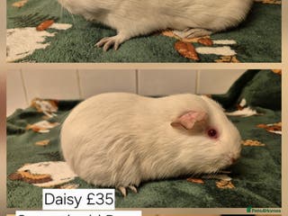 Guinea Pig rodents 3 Sow (female) guinea pigs for sale 👀🏡 - Advert 13