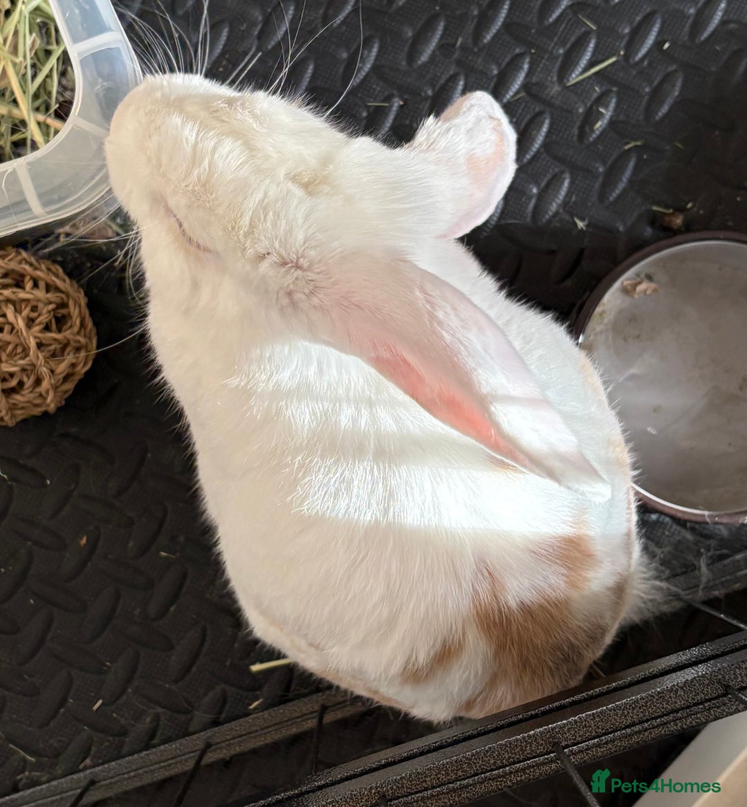 Mixed Breed rabbits for sale: Gorgeous neutered boy needing home - Advert 5