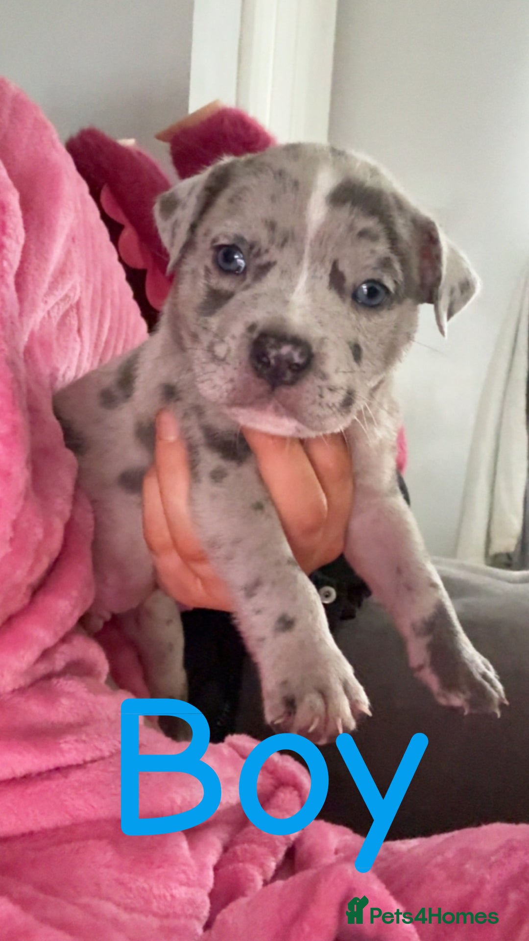 Mixed Breed dogs for sale: Pocket bully’s x staff pups  - Image 14